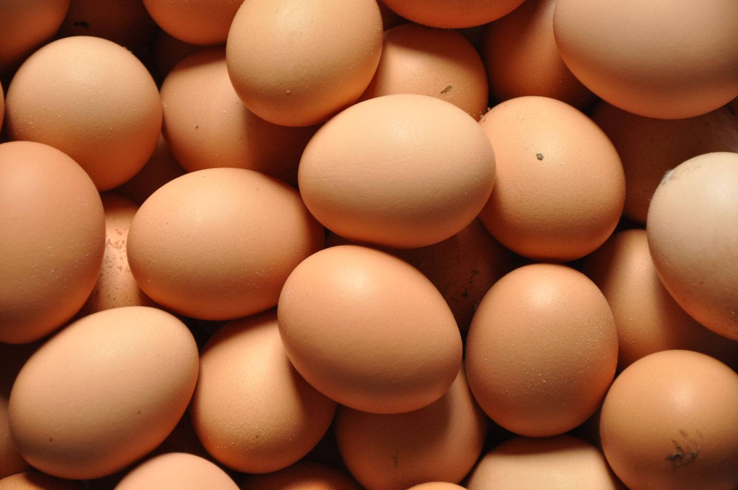 Farm Fresh Eggs - non GMO